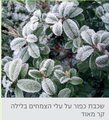 שכבת כפור על עלי הצמחים בלילה קר מאוד